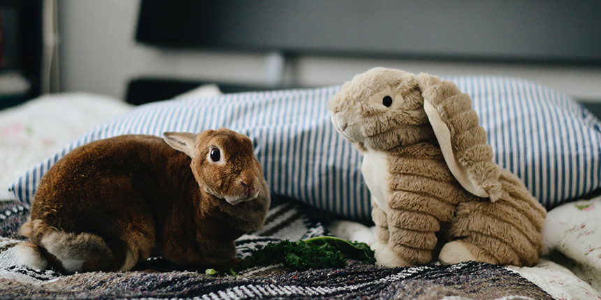 A rabbit face-to-face with a stuffed toy rabbit