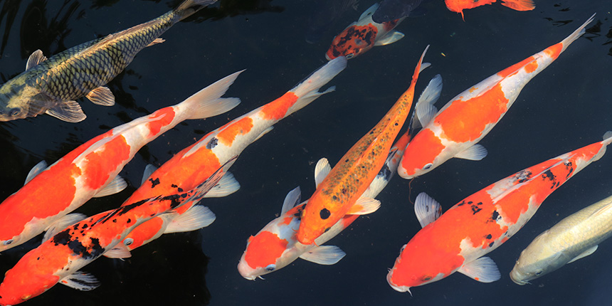 Group of Koi fish
