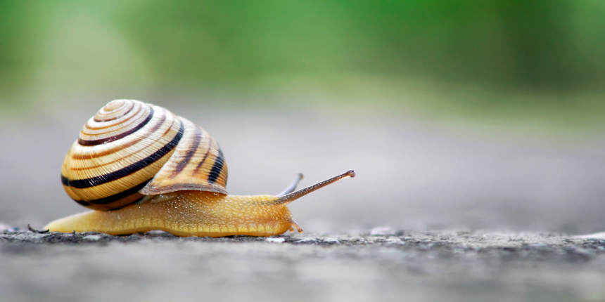 Snail crawling on road