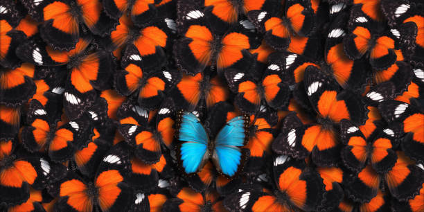 Large group of red lacewing butterflies as a background with one blue morpho butterfly (Morpho peleides) in the foreground.