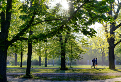 A sunlit park scene with two people jogging, surrounded by tall green trees.