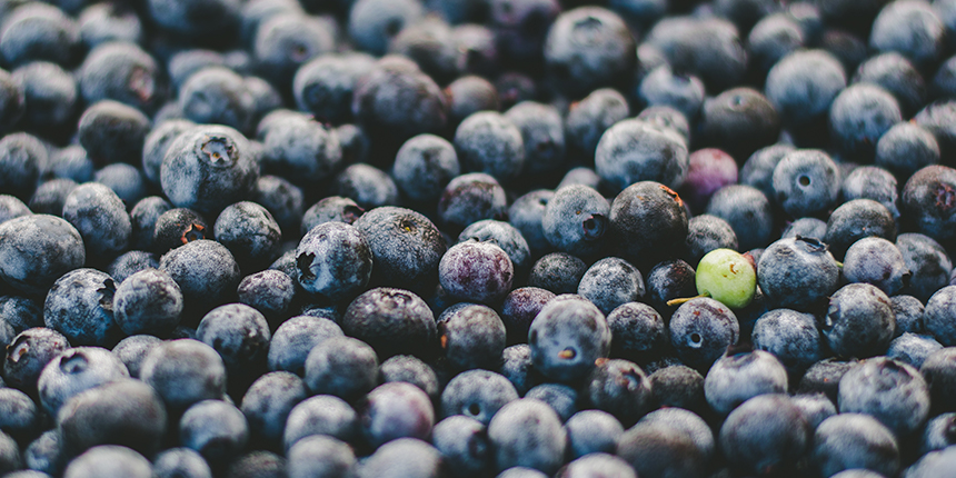 Pile of blueberries with one green blueberry