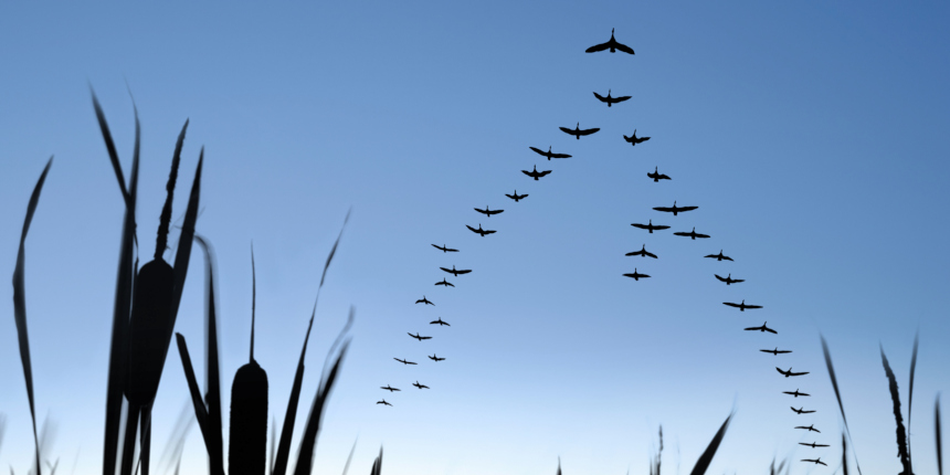 Large flock of Canada geese flying in silhouette at twilight